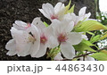 さくら 44863430