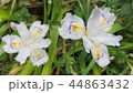 白い花 44863432