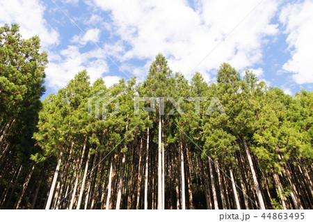 奥多摩の針葉樹林 44863495