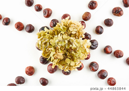 Many peeled chestnuts and dried flowers Many peeled chestnuts and dried flowers 44863844