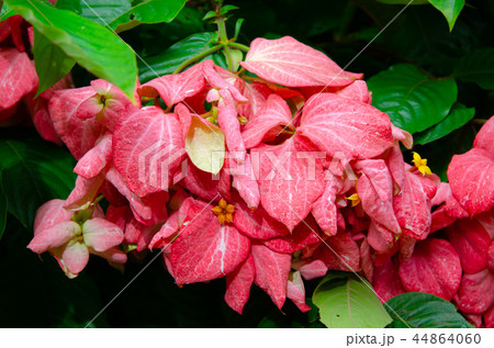 DonaTrining flower 44864060