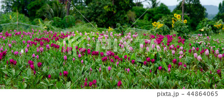 Siam Tulip flower in garden 44864065