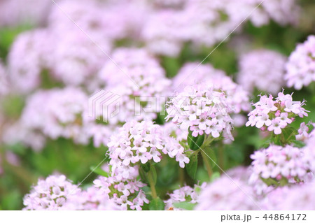 タイムロンギカウリス  44864172