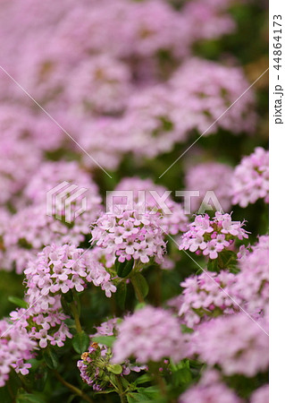 タイムロンギカウリス  44864173