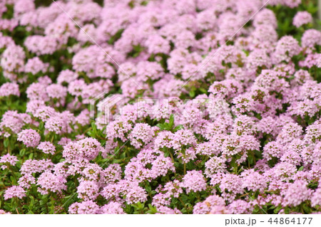 タイムロンギカウリス  44864177