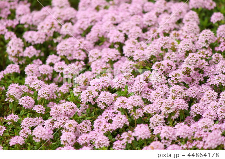 タイムロンギカウリス  44864178