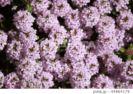 タイムロンギカウリス  44864179