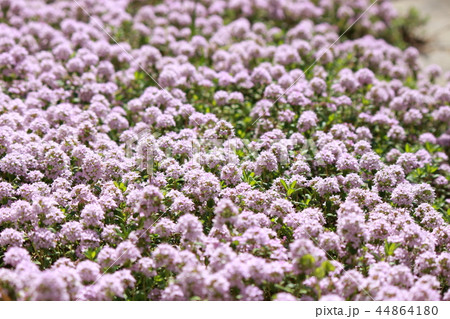 タイムロンギカウリス  44864180