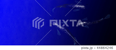 高級メダカ 44864246