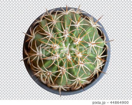 Top view Melocactus.(clipping path) 44864900