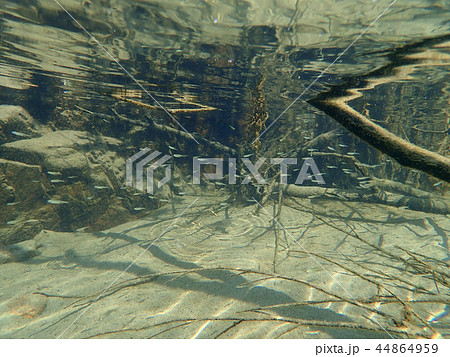 魚の楽園 44864959