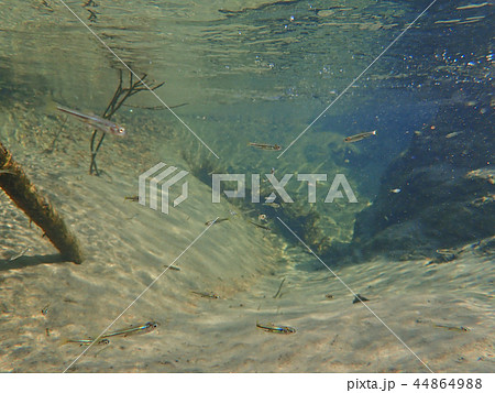 魚の楽園 44864988
