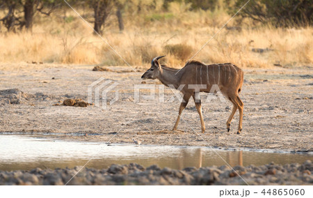 Herd of Kudu drinking at a waterhole Herd of Kudu drinking at a waterhole 44865060