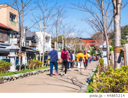 鎌倉 若宮大路 段葛 鎌倉 若宮大路 段葛 44865214