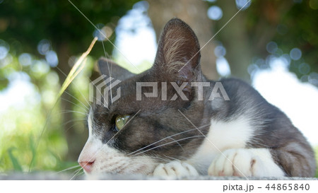 猫 浜比嘉島 44865840