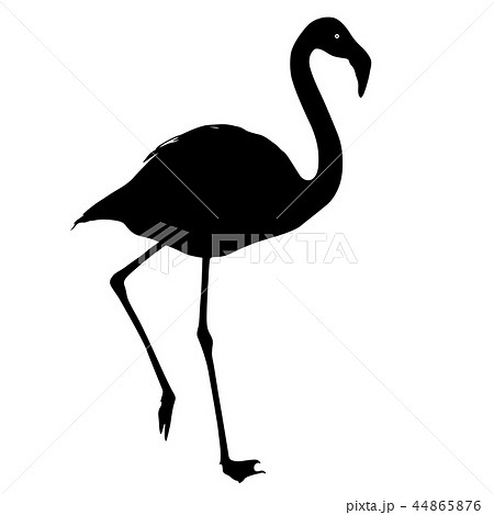 Silhouette Bird Flamingo On A White Backgroundのイラスト素材 44865876 Pixta