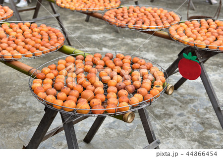 かき カキ 柿 44866454