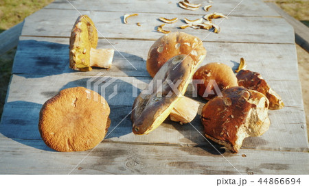 Several large edible, but wormy mushrooms lie on a wooden table Several large edible, but wormy mushrooms lie on a wooden table 44866694