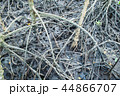 Root of mangrove in nature,Thailand. Root of mangrove in nature,Thailand. 44866707