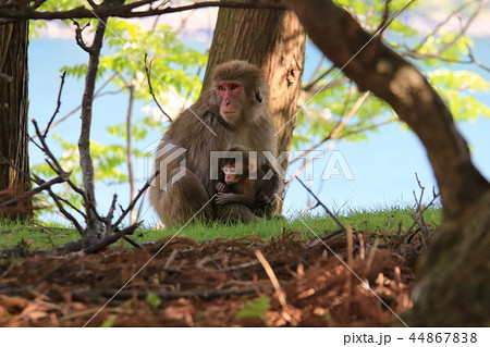 生後間もない子ザルを抱っこする野生の母猿の写真素材