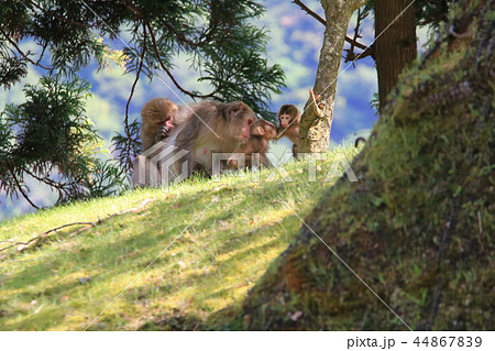 常神半島の日の当たる木の根元でまどろむ野生の二組の母子猿 常神半島の日の当たる木の根元でまどろむ野生の二組の母子猿 44867839