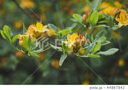 Flowers of rhododendron yellow during flowering Flowers of rhododendron yellow during flowering 44867842