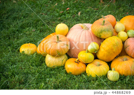 Photo of harvest of pumpkins 44868269