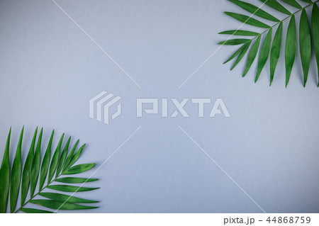 Tropical palm leaves on blue grey paper background 44868759