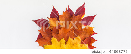 Dry bright autumn leaves concept 44868775