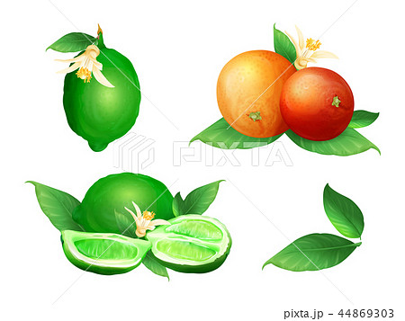 Lime and orange citrus fruits illustration 44869303