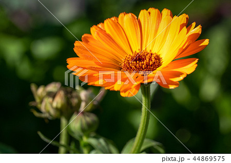 Marigold, Calendula officinalis 44869575