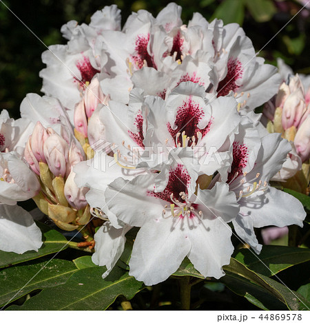 Rhododendron Hybrid Picobelo, Rhododendron hybrid 44869578