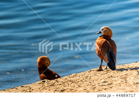 Pair of Ruddy Shelducks or Tadorna ferruginea next to a lake Pair of Ruddy Shelducks or Tadorna ferruginea next to a lake 44869717