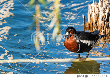 Red-breasted Goose or Branta ruficollis next to lake Red-breasted Goose or Branta ruficollis next to lake 44869721