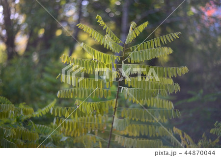 緑の葉 44870044