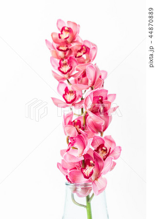 Beautiful pink blossoms of Cymbidium orchids. Pretty exotic Japanese garden flowers, tropical Beautiful pink blossoms of Cymbidium orchids. Pretty exotic Japanese garden flowers, tropical 44870889