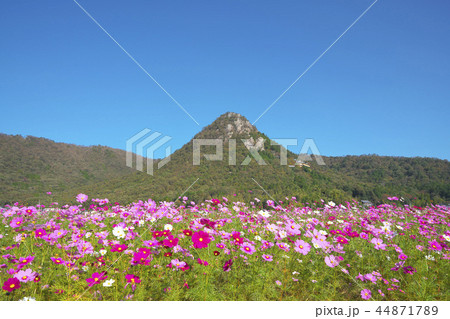 赤神山とコスモス畑 44871789