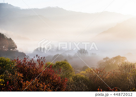 秋 自然 霧 44872012