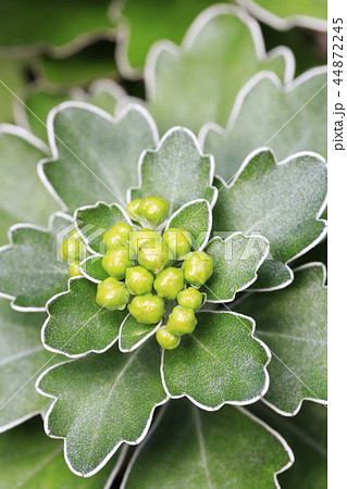 磯菊　蕾 44872245