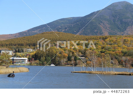 白樺湖の秋景色 44872263