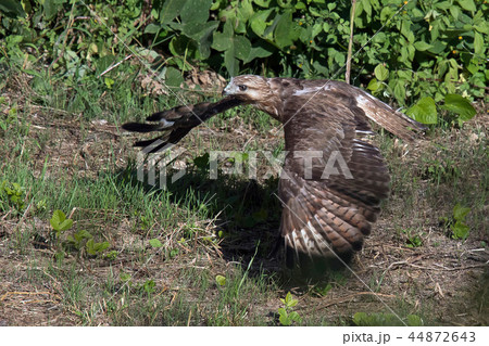 ノスリ ノスリ 44872643