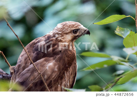 ノスリ ノスリ 44872656