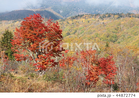 乗鞍高原の大カエデ 乗鞍高原の大カエデ 44872774