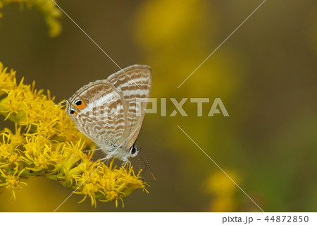 生き物 昆虫 ウラナミシジミ、関東地方では秋に見ることの多いチョウ。翅表はきれいな青色です 生き物 昆虫 ウラナミシジミ、関東地方では秋に見ることの多いチョウ。翅表はきれいな青色です 44872850