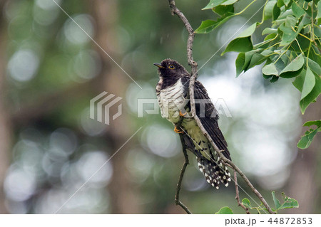 ホトトギス 44872853