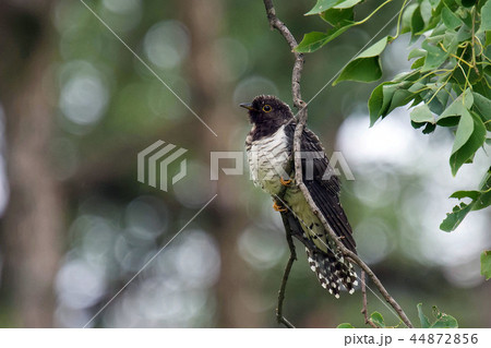 ホトトギス 44872856