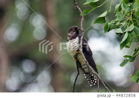 ホトトギス 44872858