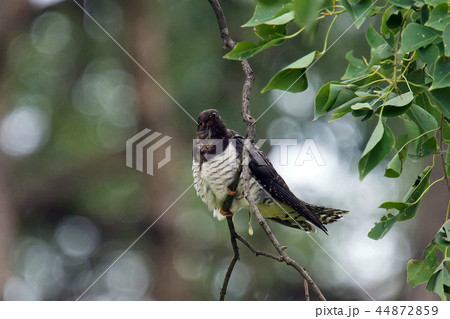 ホトトギス 44872859