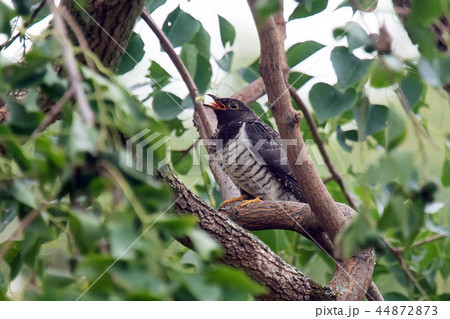 ホトトギス ホトトギス 44872873