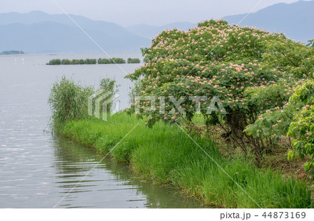 琵琶湖畔 44873169